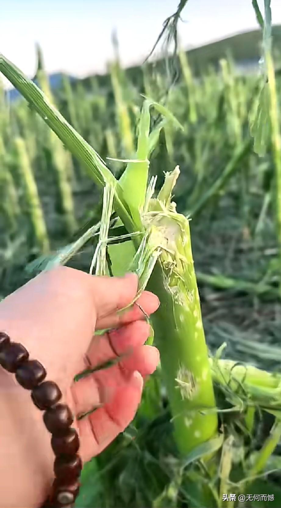这么一大片苞米，全被冰雹给砸了，看这画面，已经不是减产的问题了，而是绝收的问题了