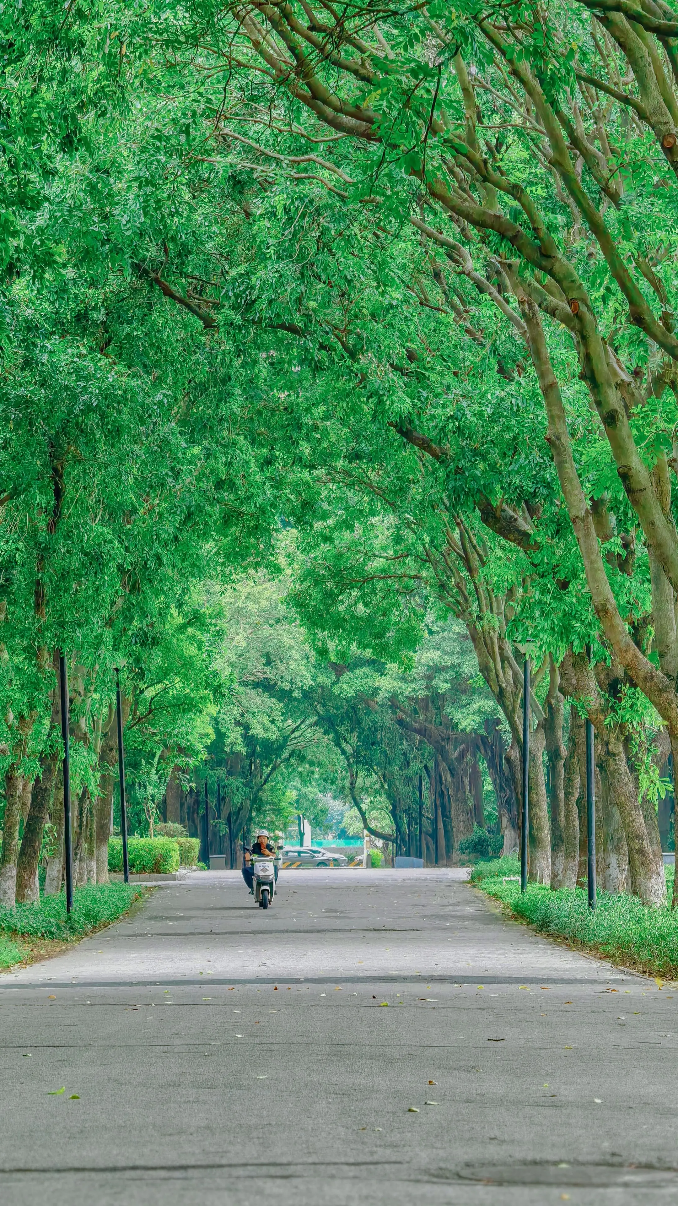 佛山绿荫大道｜藏在闹市的绿野秘境。🌳佛山公园 📍位置：顺德区佛山新...