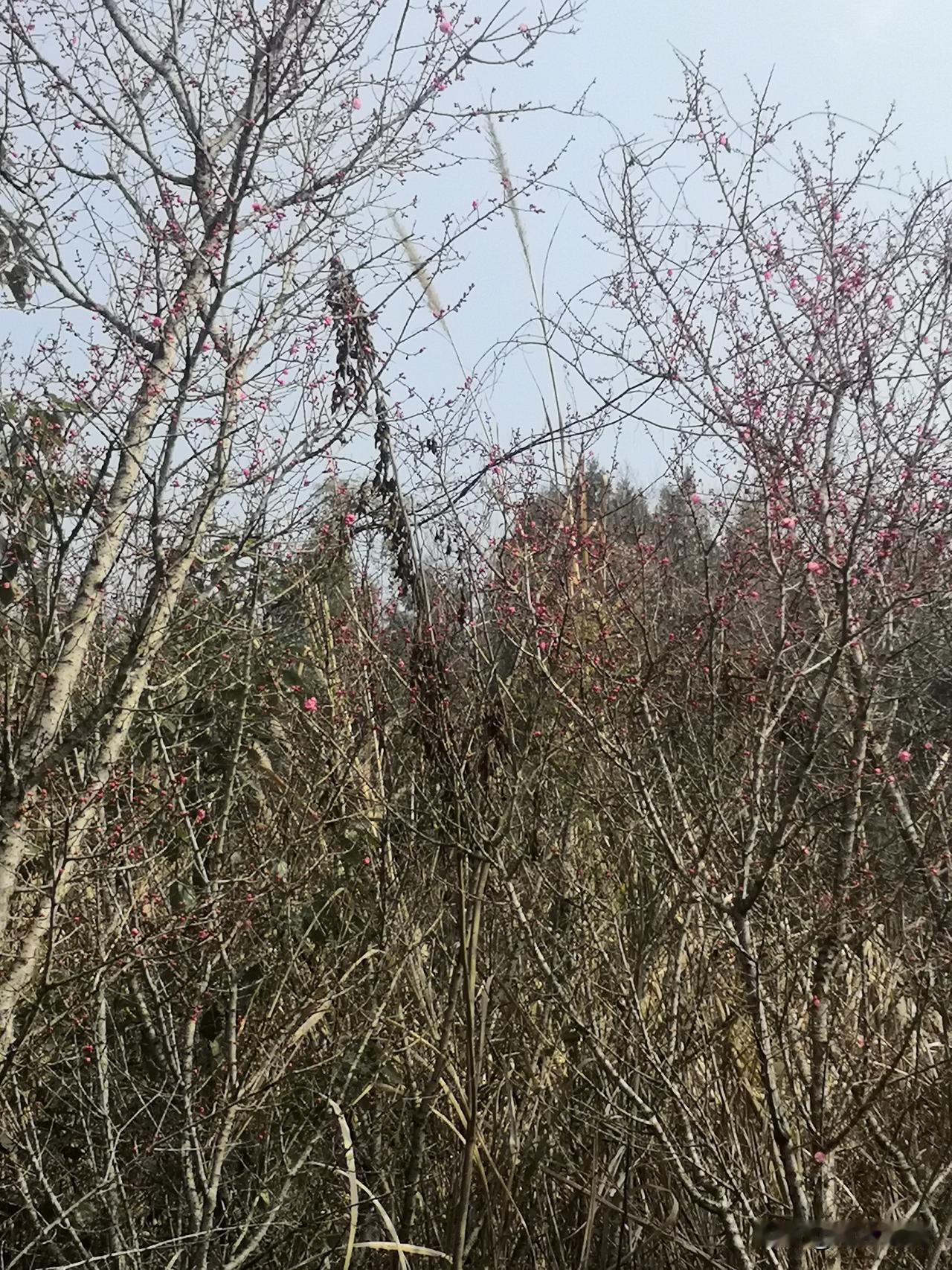 德阳市中江县红泉桃花谷，从这张图片中可以看到，这是立春第二天图片，图片中的桃花已