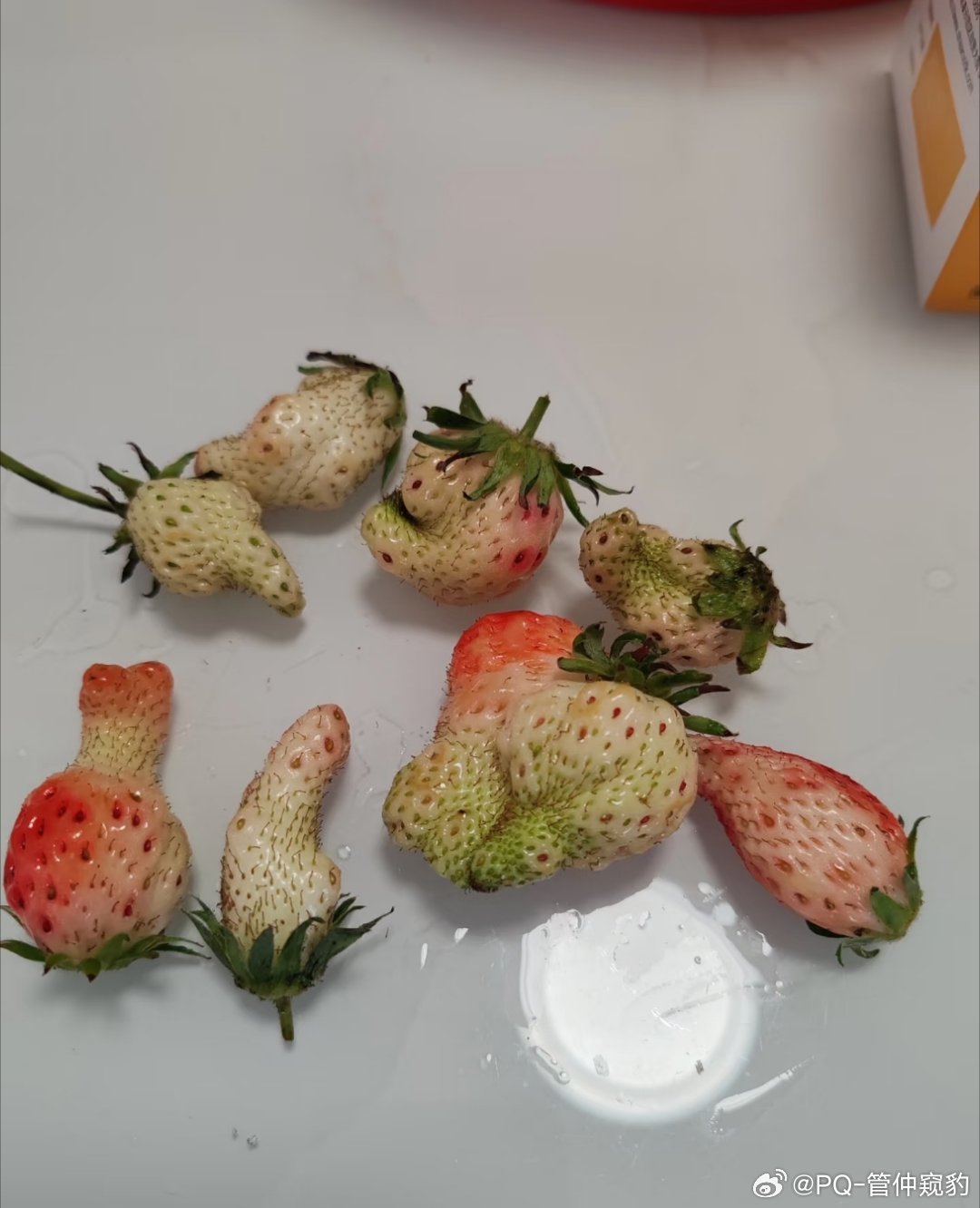 全世界倒数第一好看的草莓 