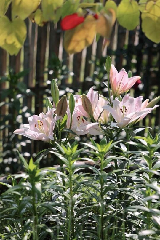 百合花·钻石派对
