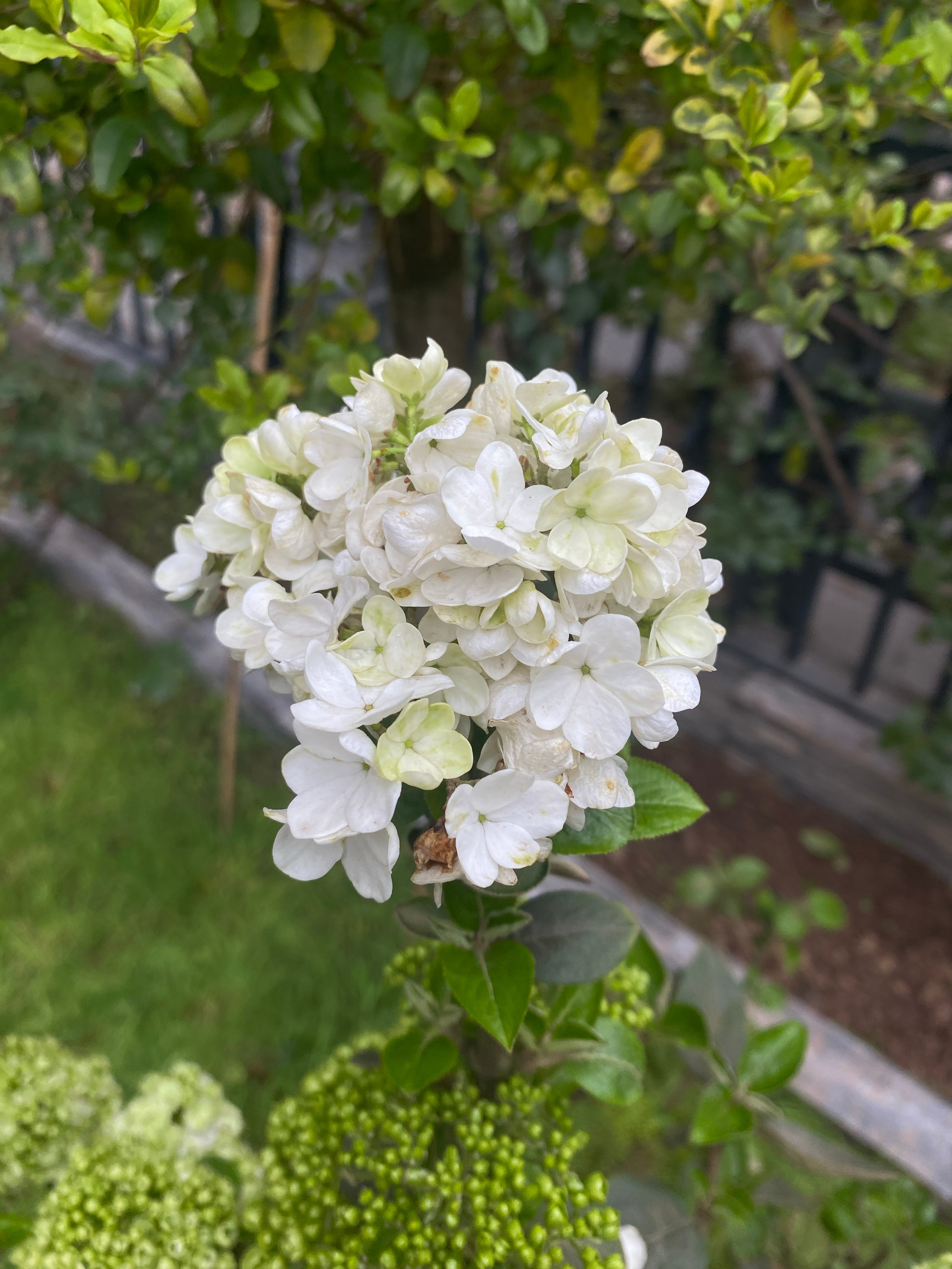 我也来发朵花花（上周买的 刚好开花[送花花] ​​​