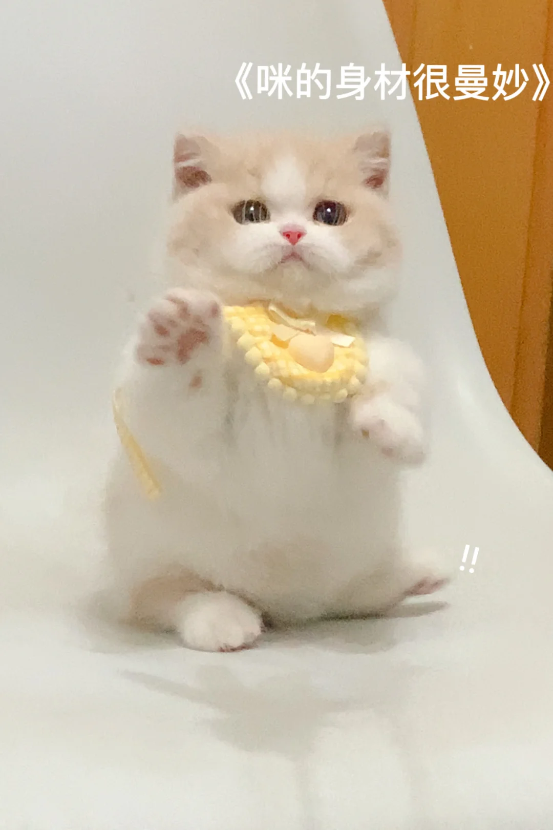 乳白弟弟已定排队家长 落户苏州