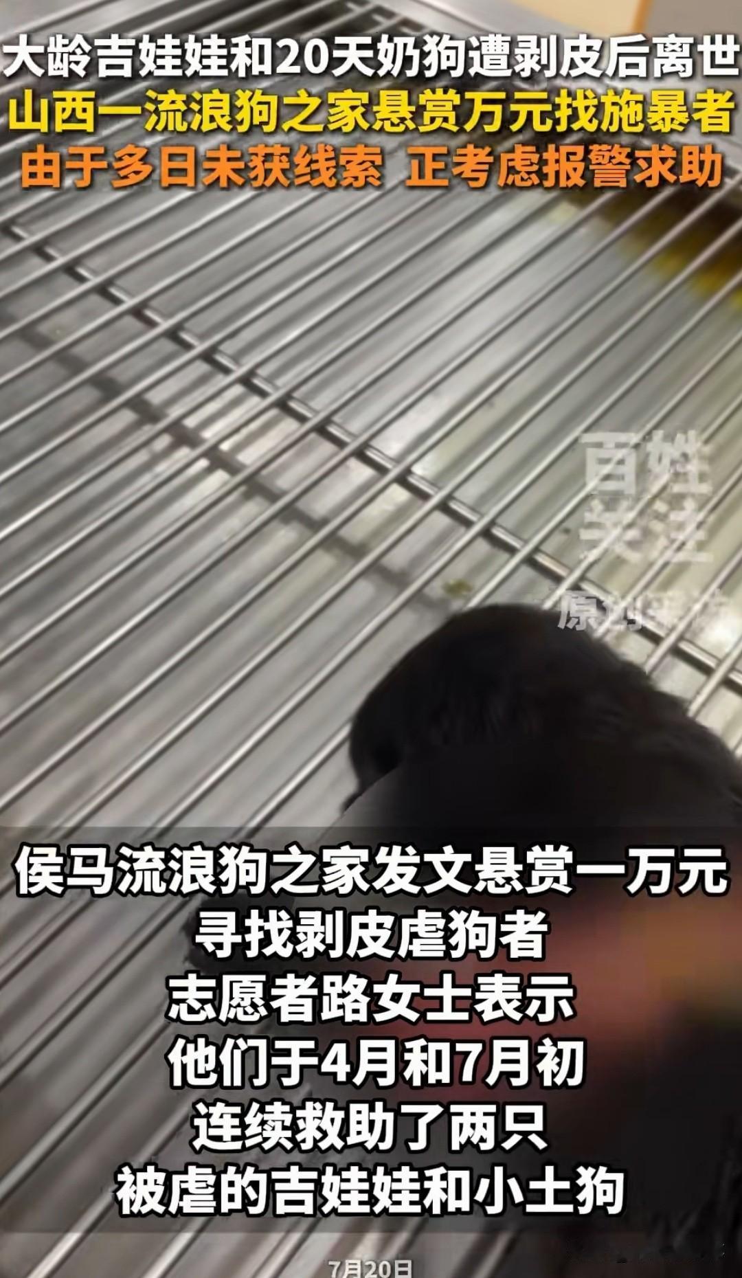 山西侯马，一只活了12年的老吉娃娃，被人活生生剥了大面积的皮，送到医院的时候浑身