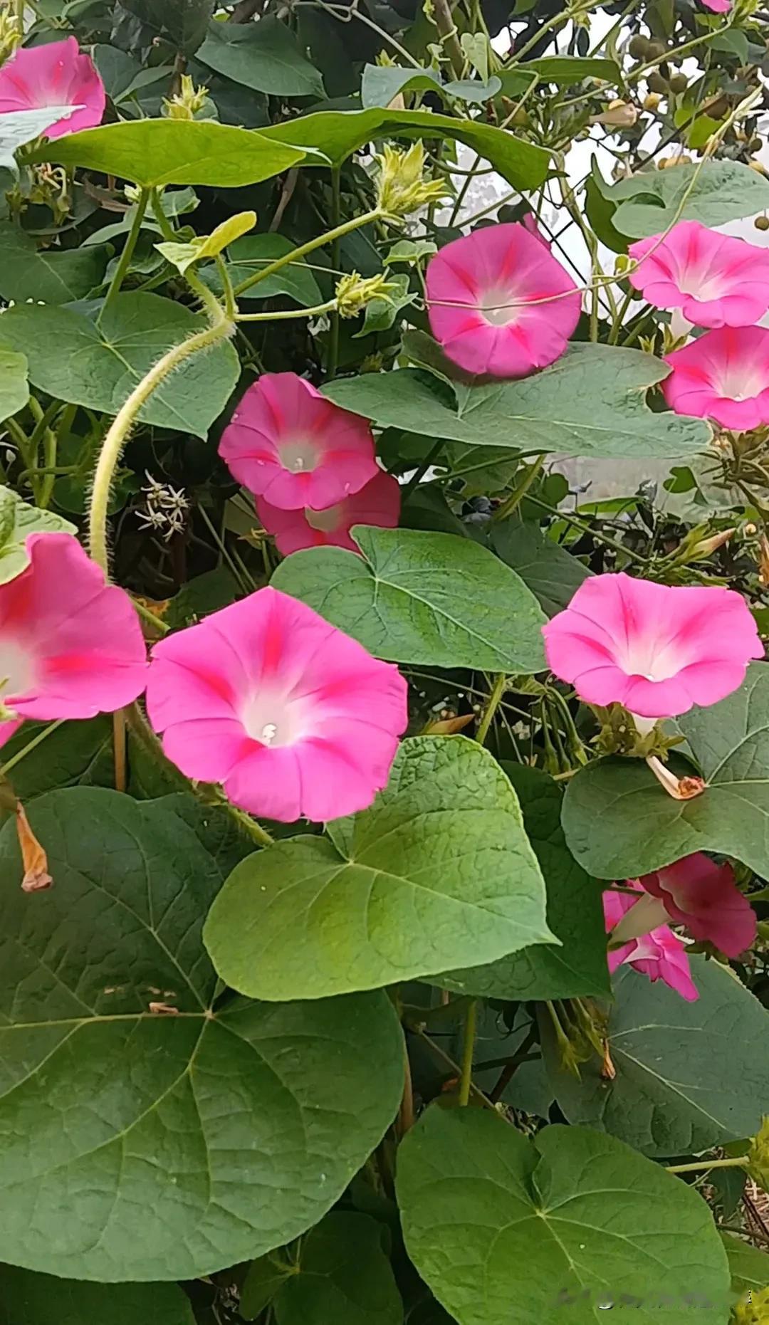 花美如此多娇