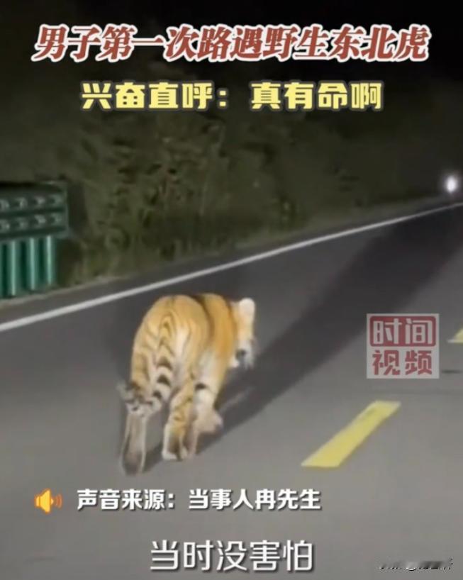 太虎了！黑龙江，一男子夜间在国道开车，突然发现一只野生东北虎在车前散步，男子不但