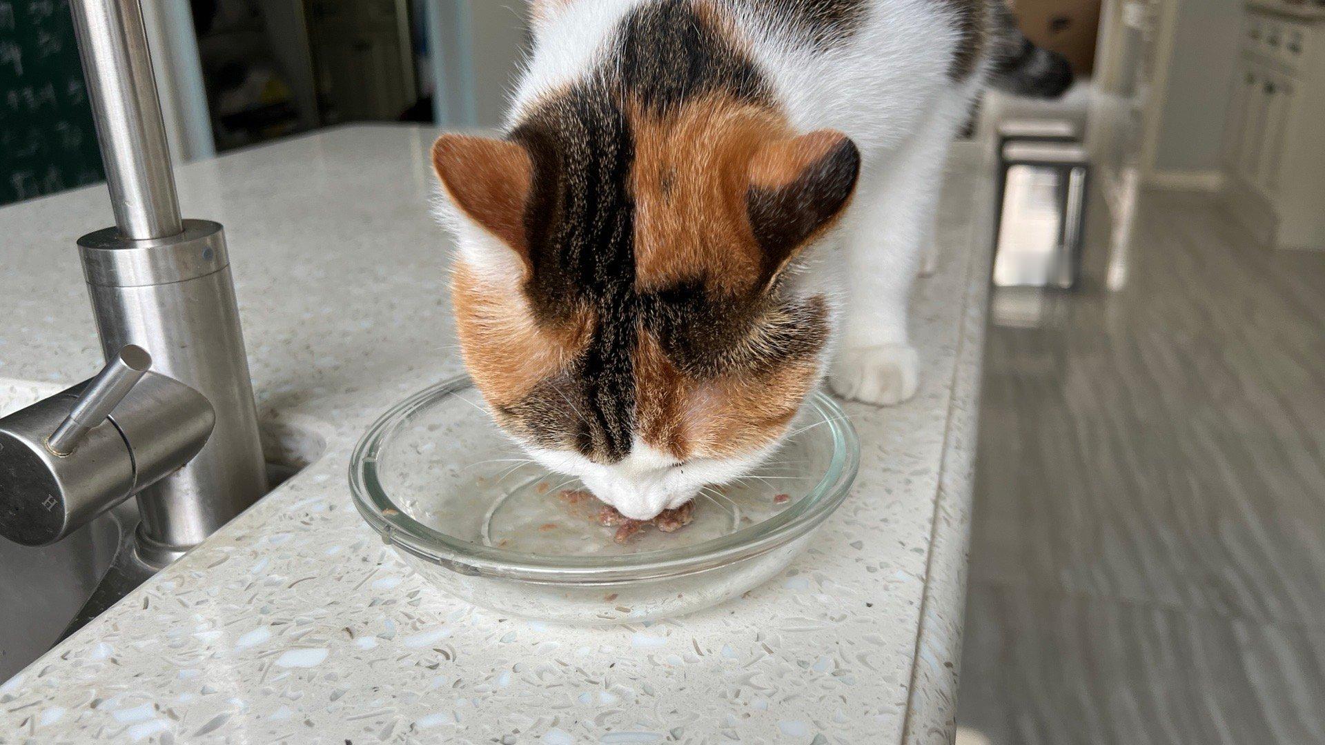 光盘小猫 ​​​