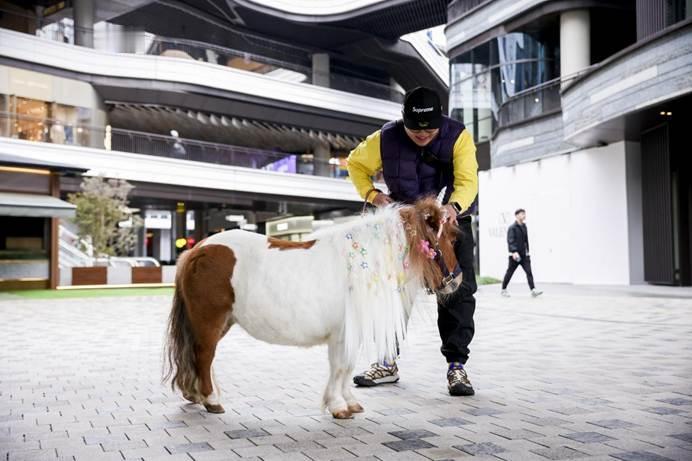 上海一位00后宠物饲养员将老板的玩笑变为现实，选择一匹小马作为自己的特殊年终奖，