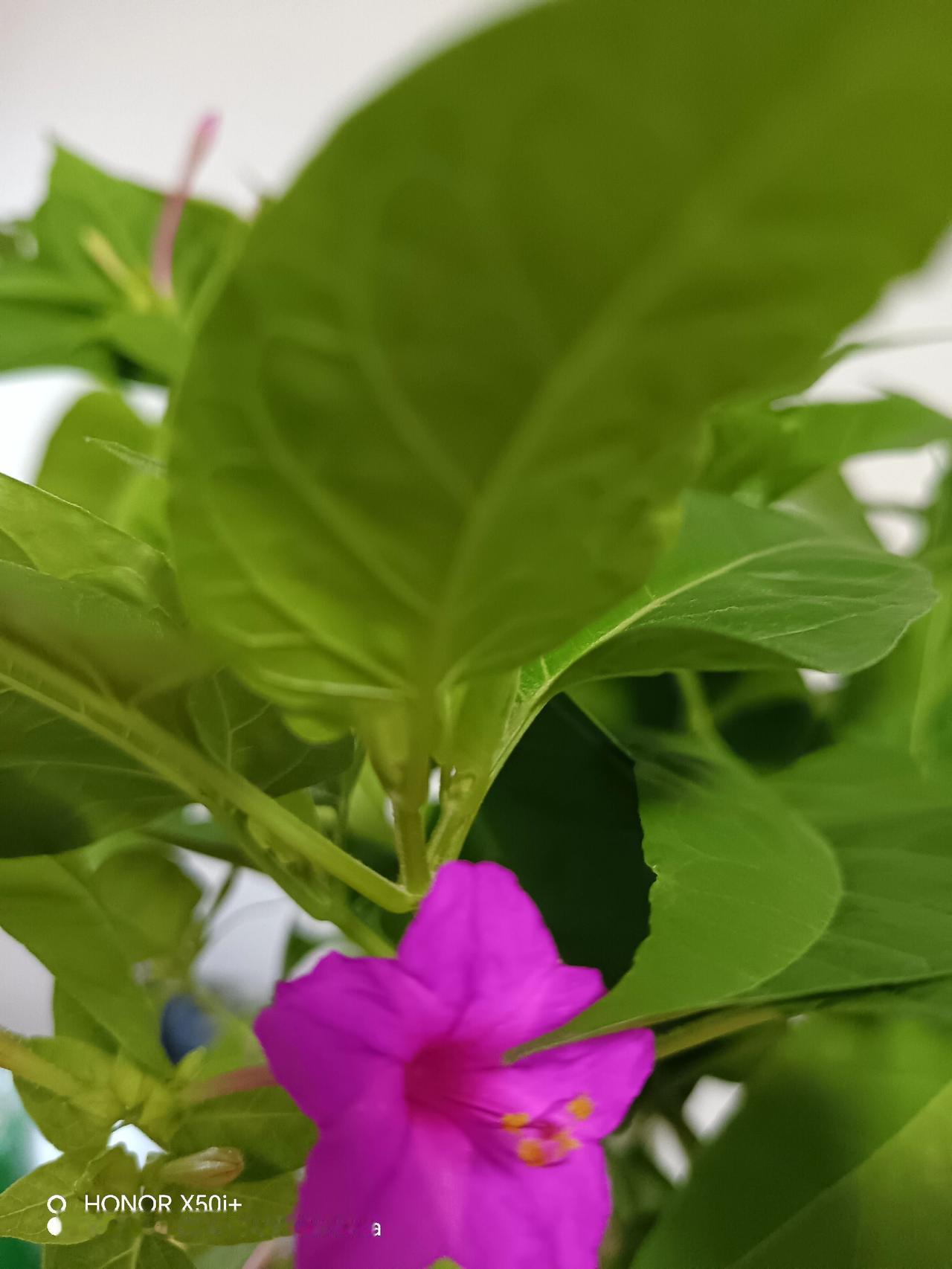 到了晚上夜瓣花就开了