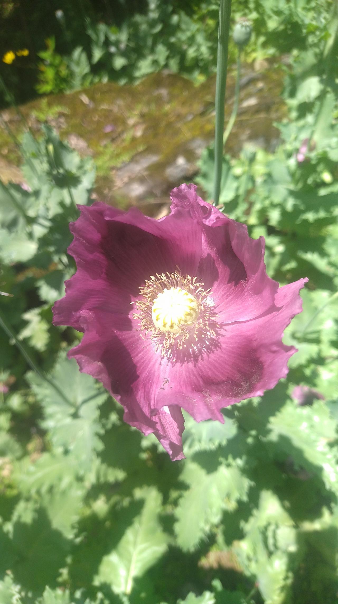 特朗普称泰柬双方同意停火泰国想打一次大战，柬埔寨想小打小闹，柬埔寨泰森就有利可图