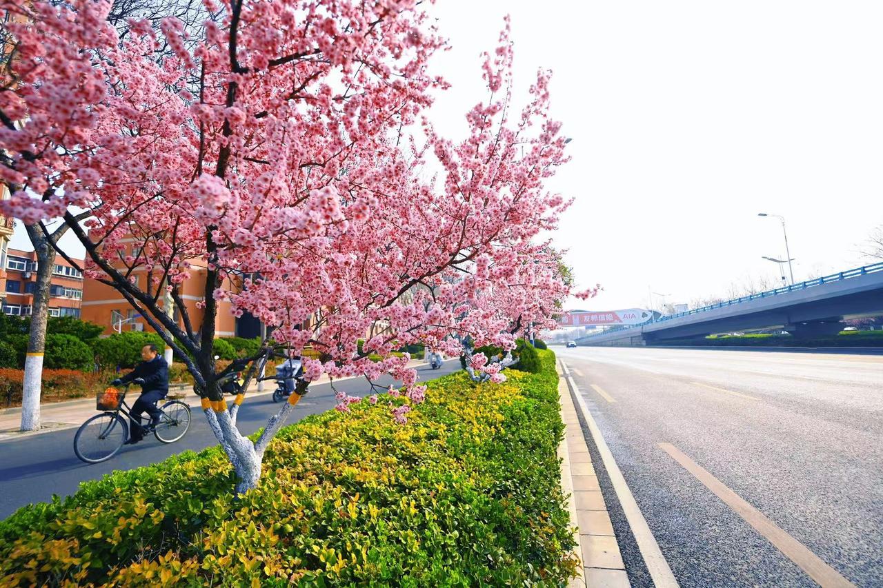 3月17日，仲春时节，泉城春意正浓，经十路两侧数百棵美人梅进入最美时刻，美人梅迎