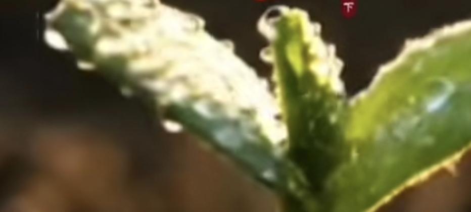 大地滋养万物，承载万物轮回