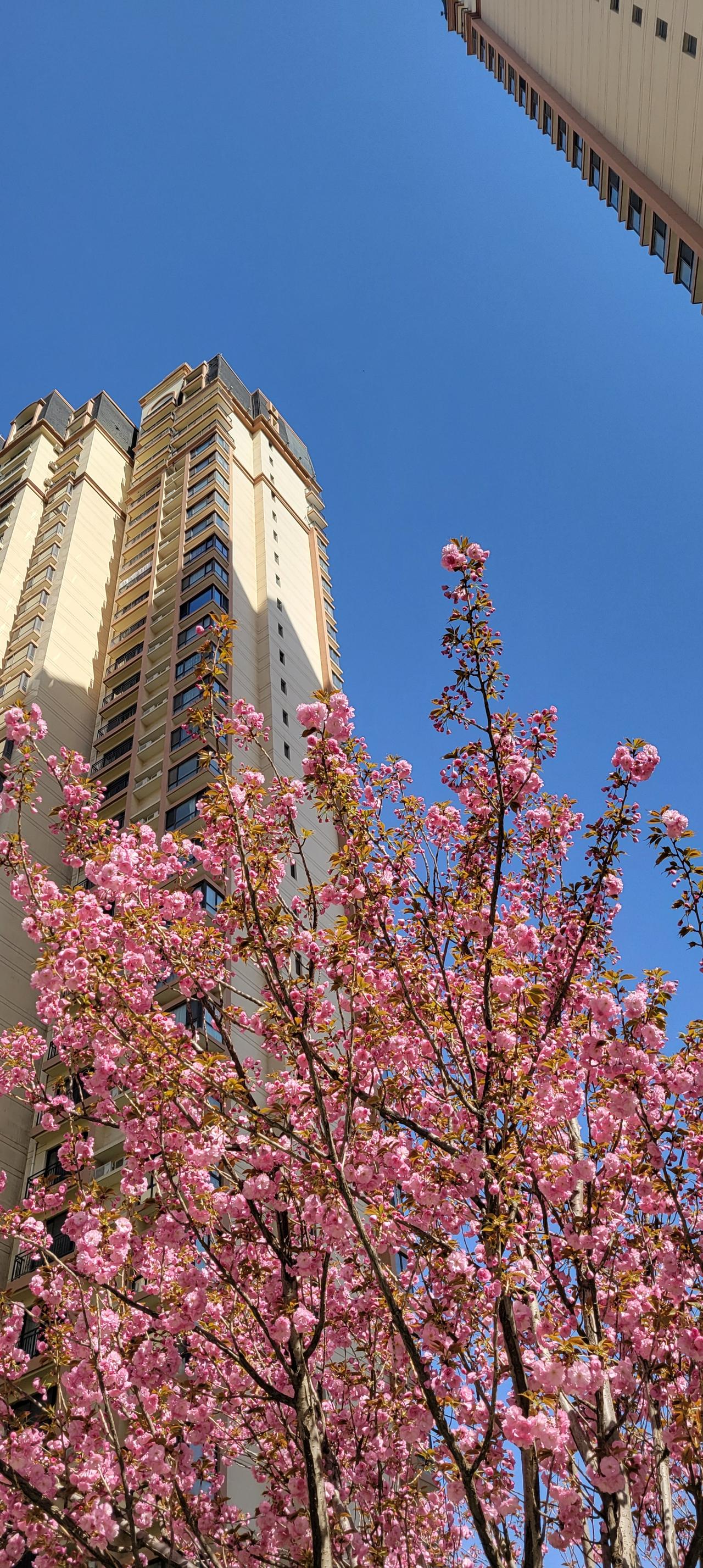 今天早上在小区散步，看到兰州的樱花开了，更美妙的是，樱花在多日不见的“兰州蓝”映