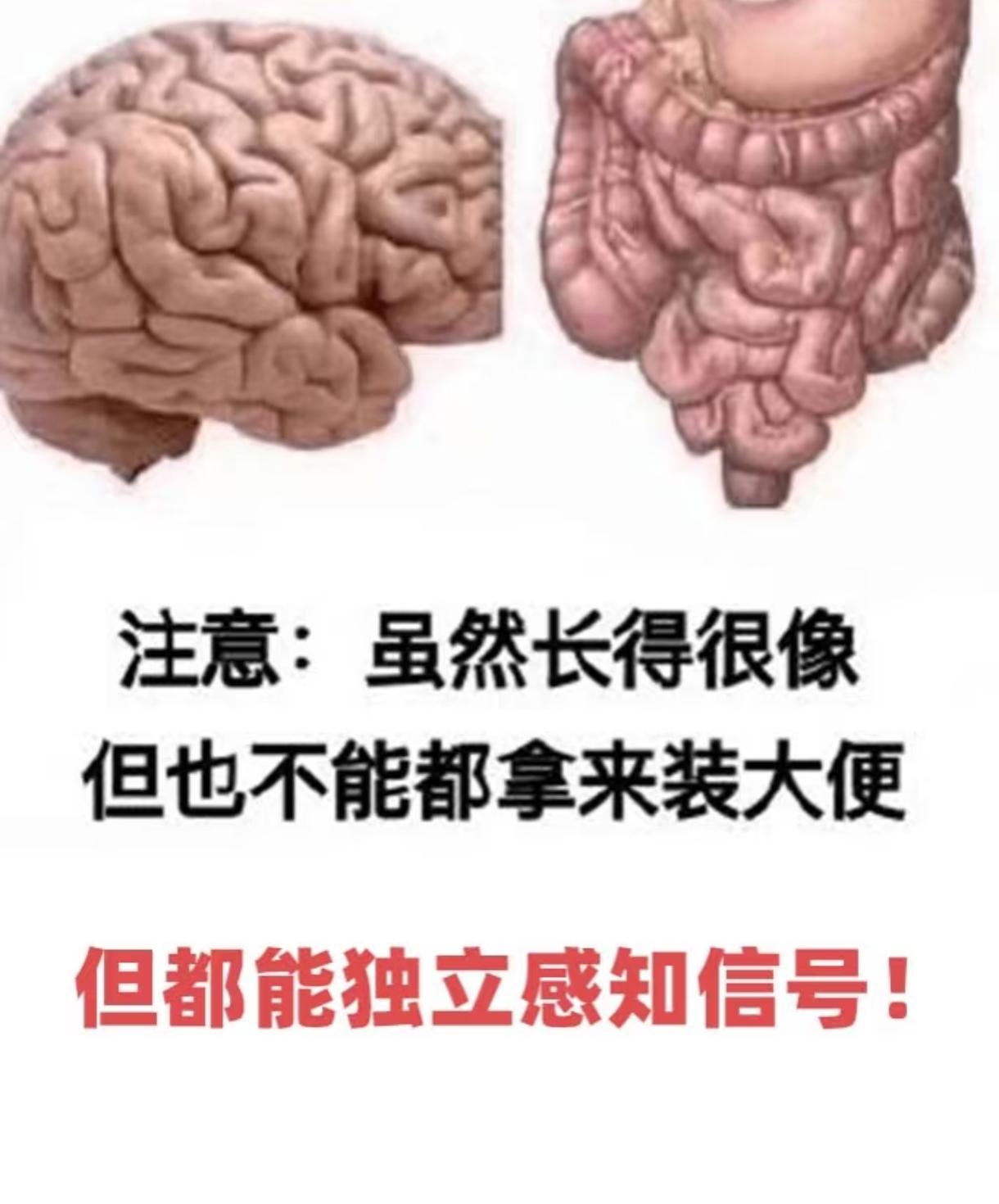 科学家新发现！大脑和肠道竟遵循同一物理规律！

你有没有过一紧张就拉肚子的经历？