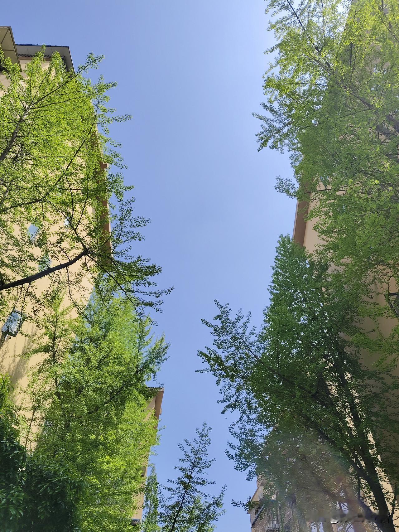 姐姐要来啦，昨天忙得不可开交。
清明节到了，姐姐来成都和我一同祭拜父母。她昨晚坐