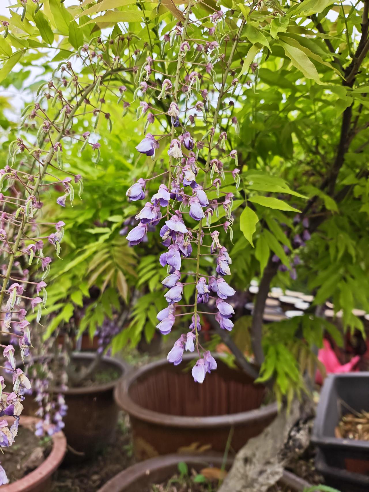 sinensis (Sims)Sweet）是豆科紫藤属落叶藤本植物。6
茎左旋；