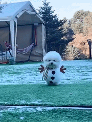 谁能拒绝一只会走路的 “小雪人” 啊！小比熊也太会卖萌了吧，简直萌到心巴上！
你