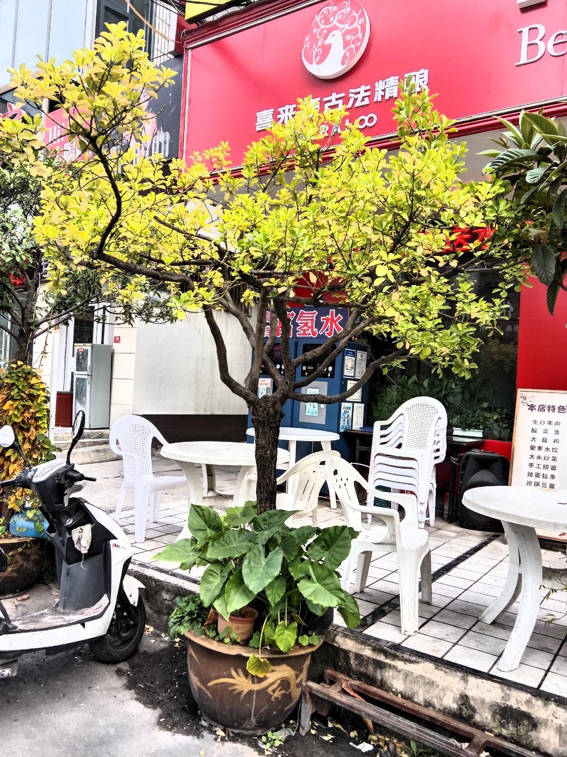 街边这家小店门口布置得挺有意思，一盆大树种在老陶盆里，新长出来的叶子嫩黄嫩黄的，