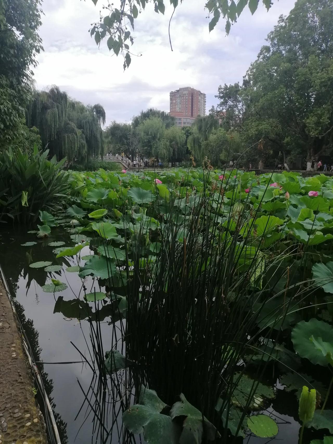 纪录生活中美好景观