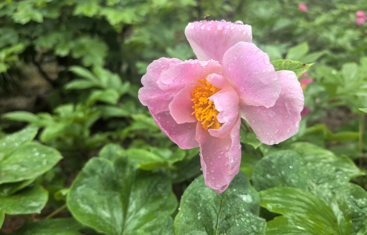 芍药的妩媚在雨后