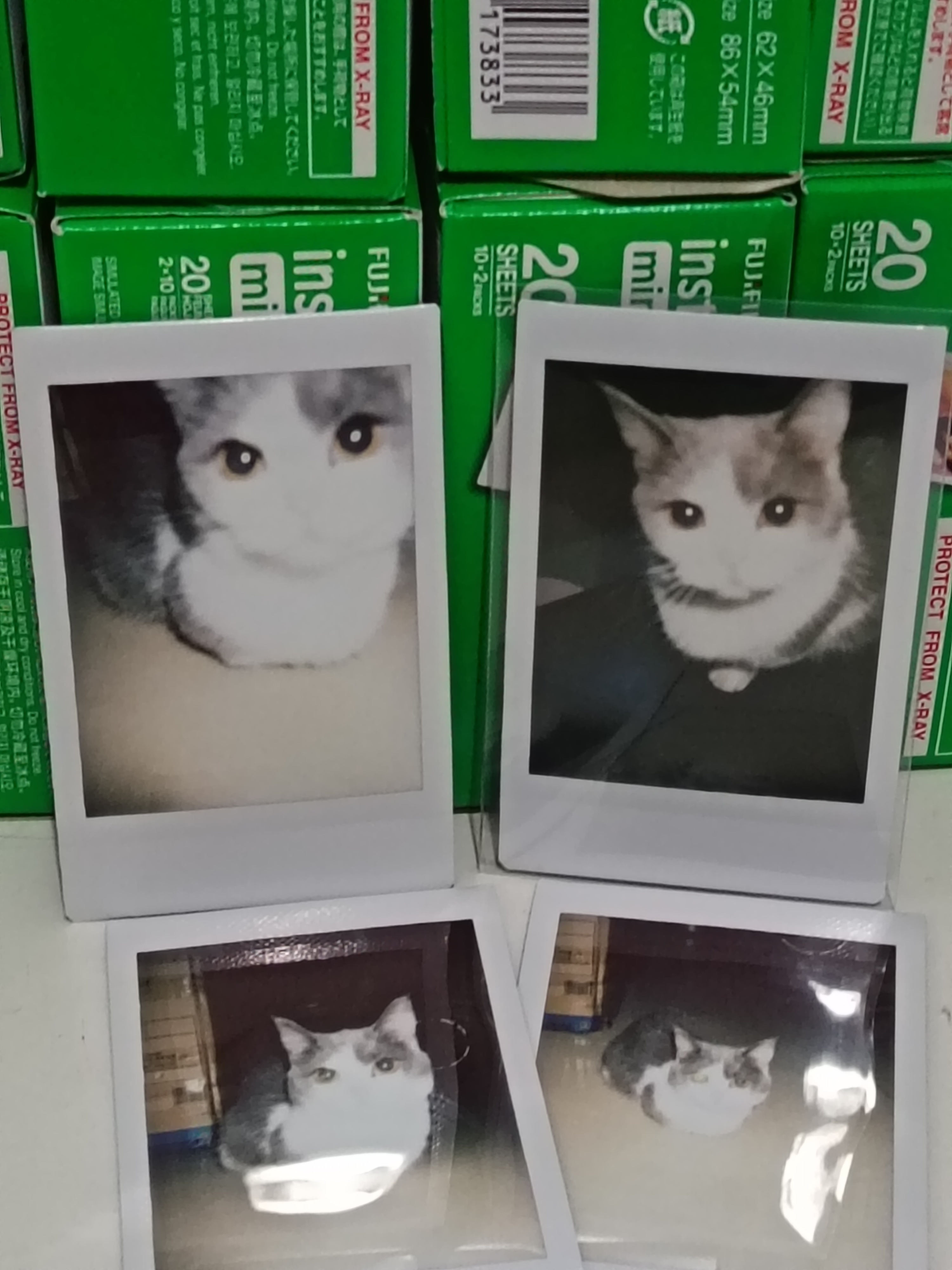 最大的爱好就是追着猫儿拍丑照，亲友的快递要被这个臭猫入侵了 ​​​