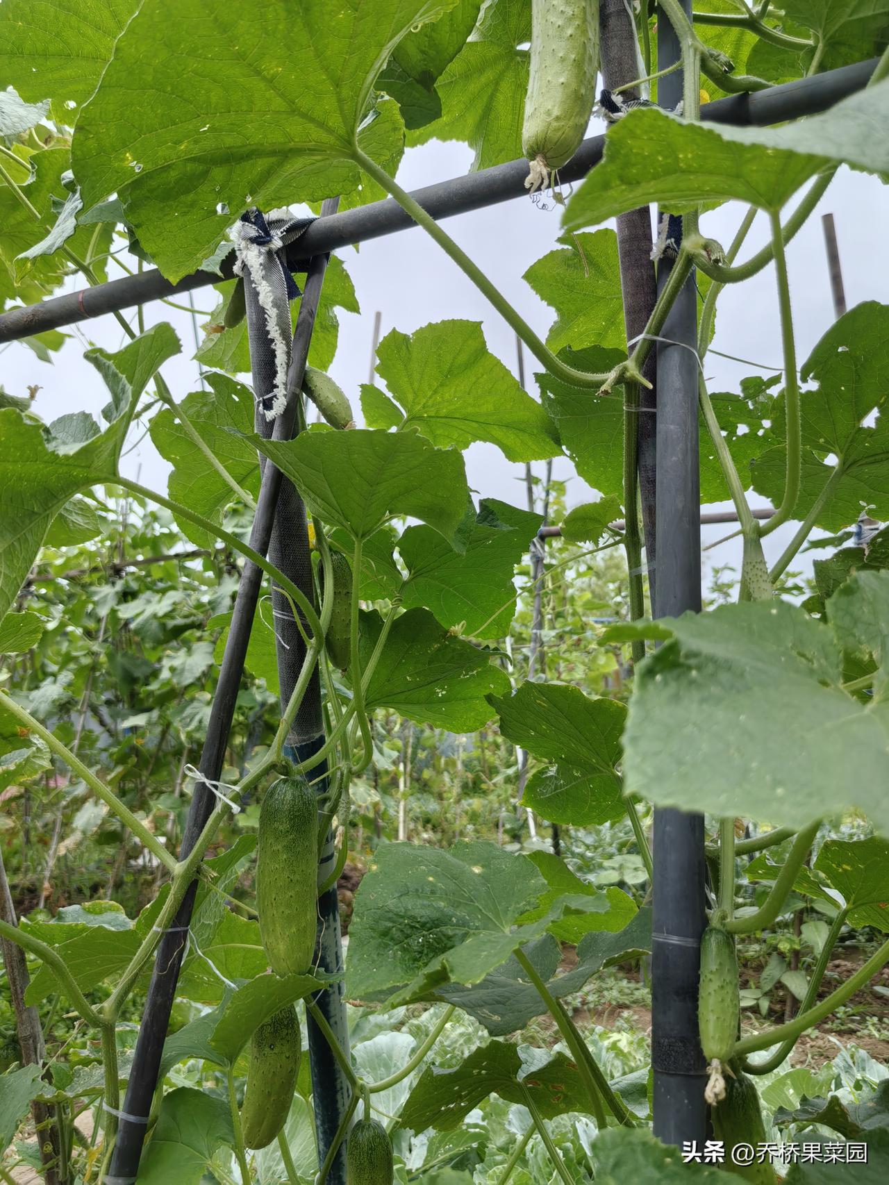 而上述这些办法，都不能从根本上解决少结瓜不坐瓜的问题。

一是品种，二是肥水，三