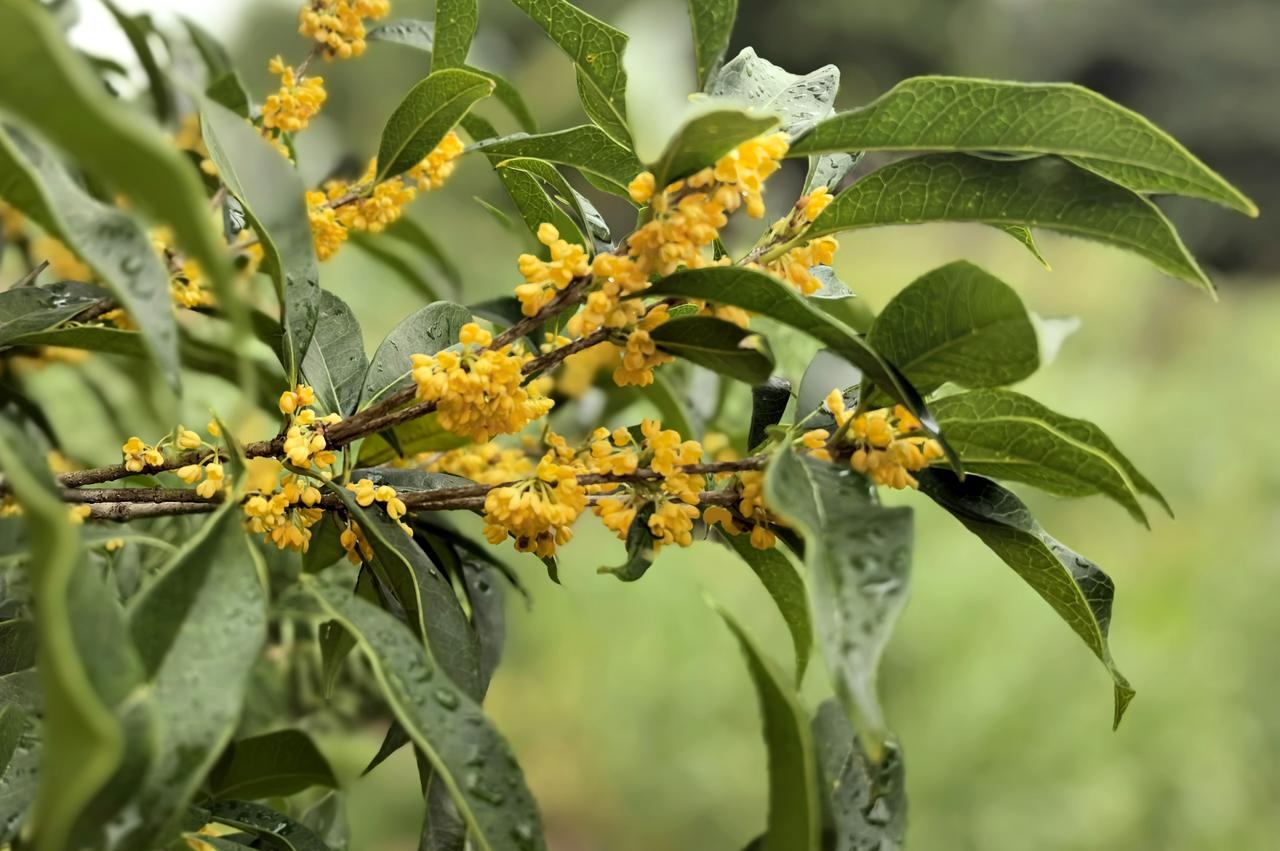 【桂花雨】