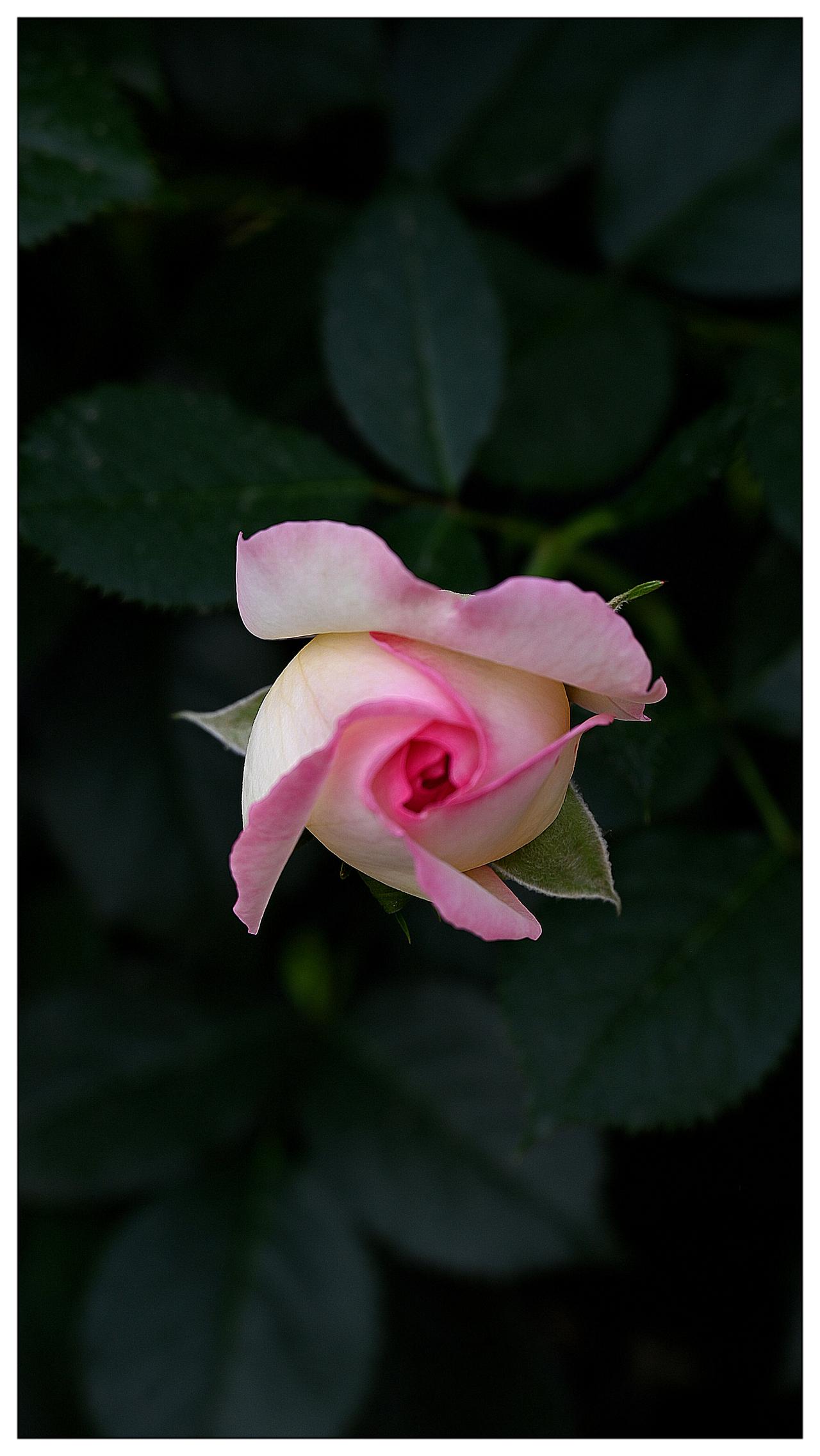 今天早上在陶然亭公园，拍照的月季花请朋友们欣赏了