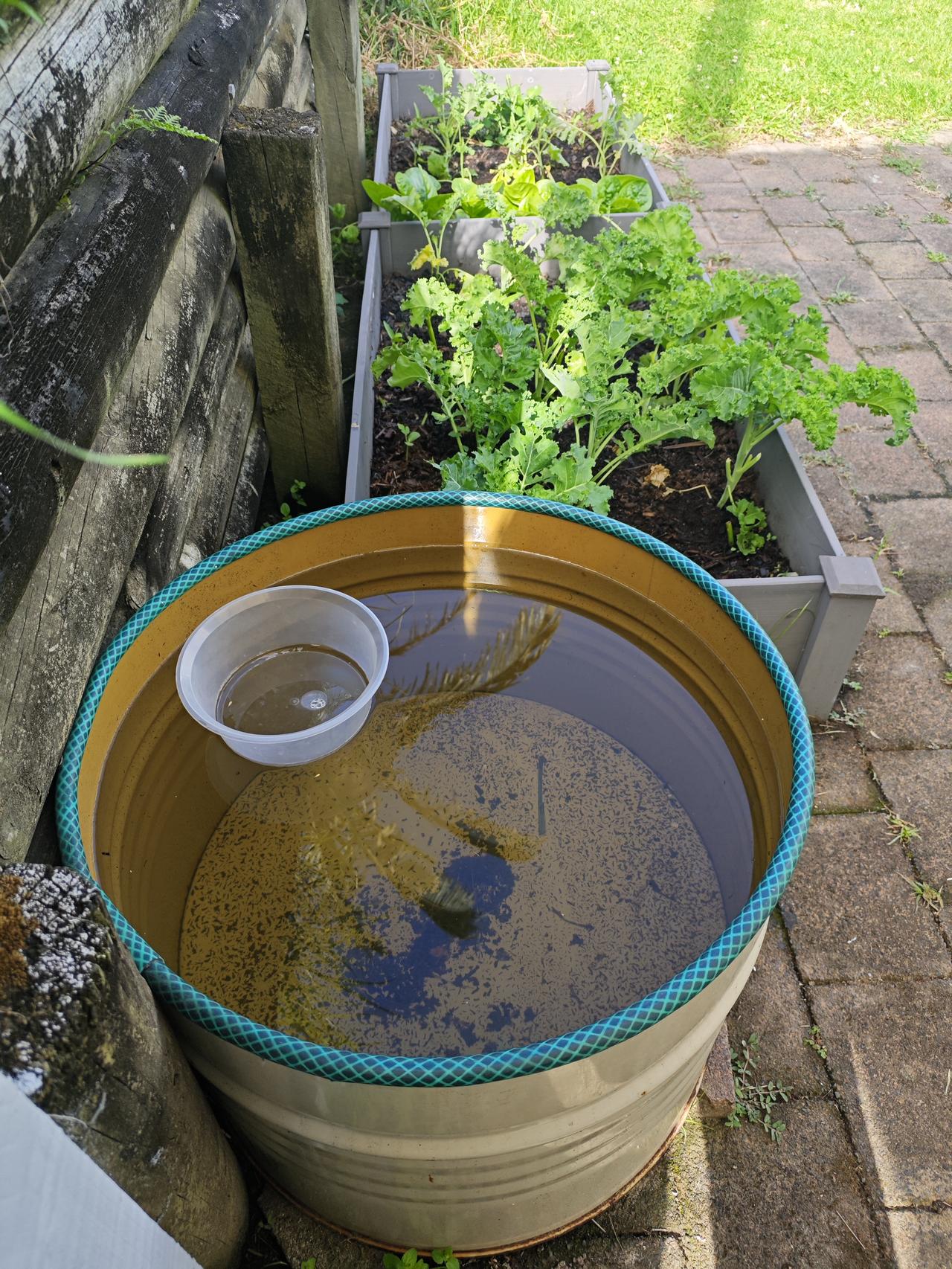 给水桶箍个边

女儿花10纽币买了个空油桶，说是要割开来烧树枝树叶用。原来家里的