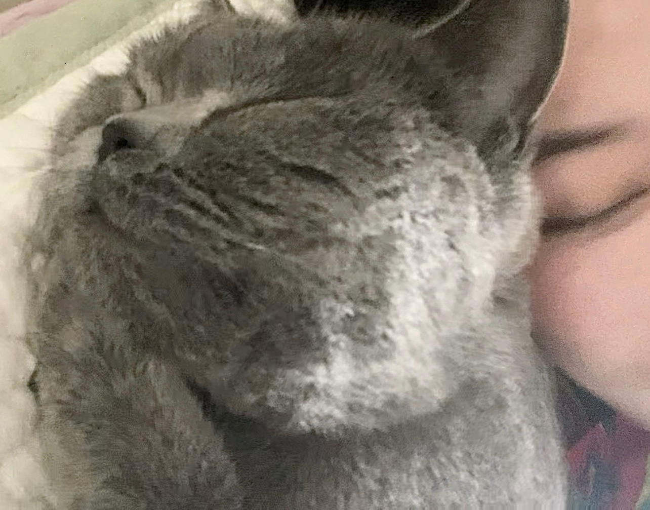 被小猫贴贴睡觉了！又幸福了雯./[握手] ​​​