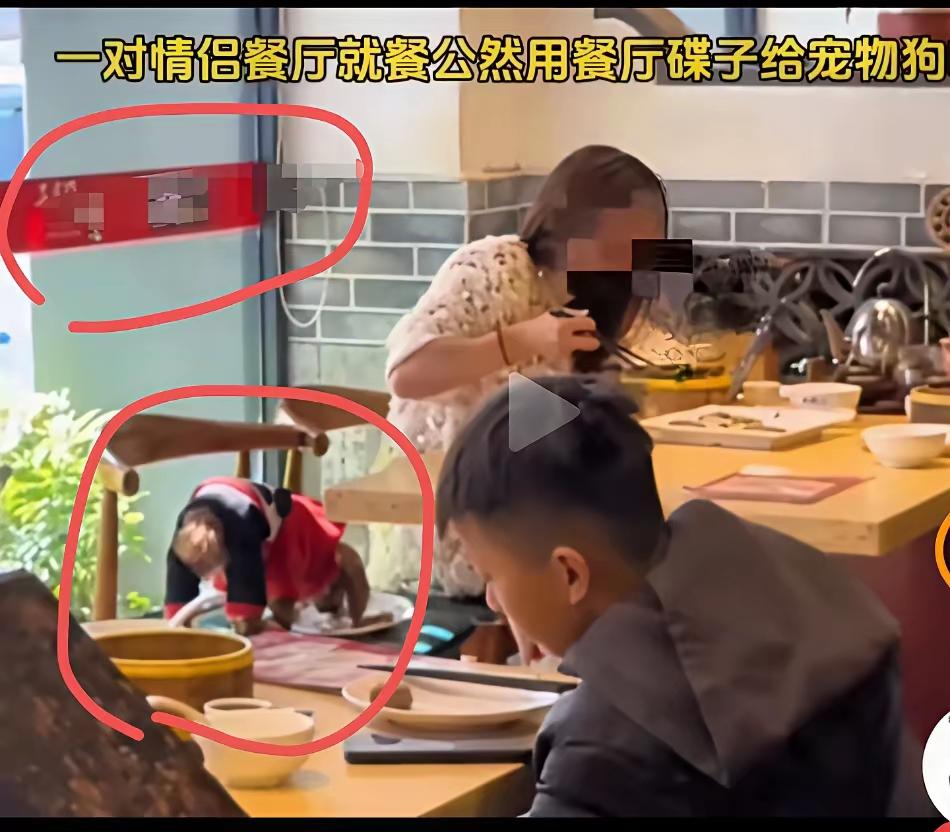 宠物餐厅上桌吃饭这种事见怪不怪了，虽然已经有多次报道，这某某餐厅有宠物狗爬上桌子