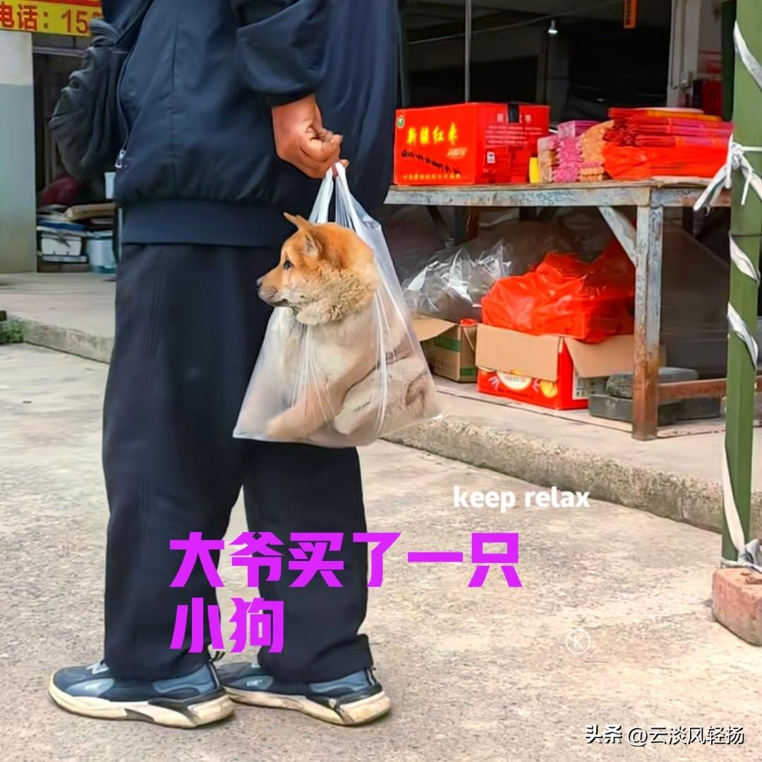 这位广西河池的大爷，在街上闲逛的时候，看见市场上有几家卖小狗的，场面十分热闹，大