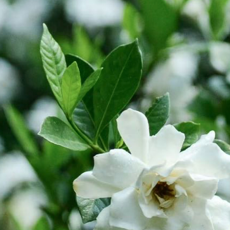 栀子花的种植方法一、光照适宜栀子花喜充足散射光，宜放置于光线明亮但无强光直射的位