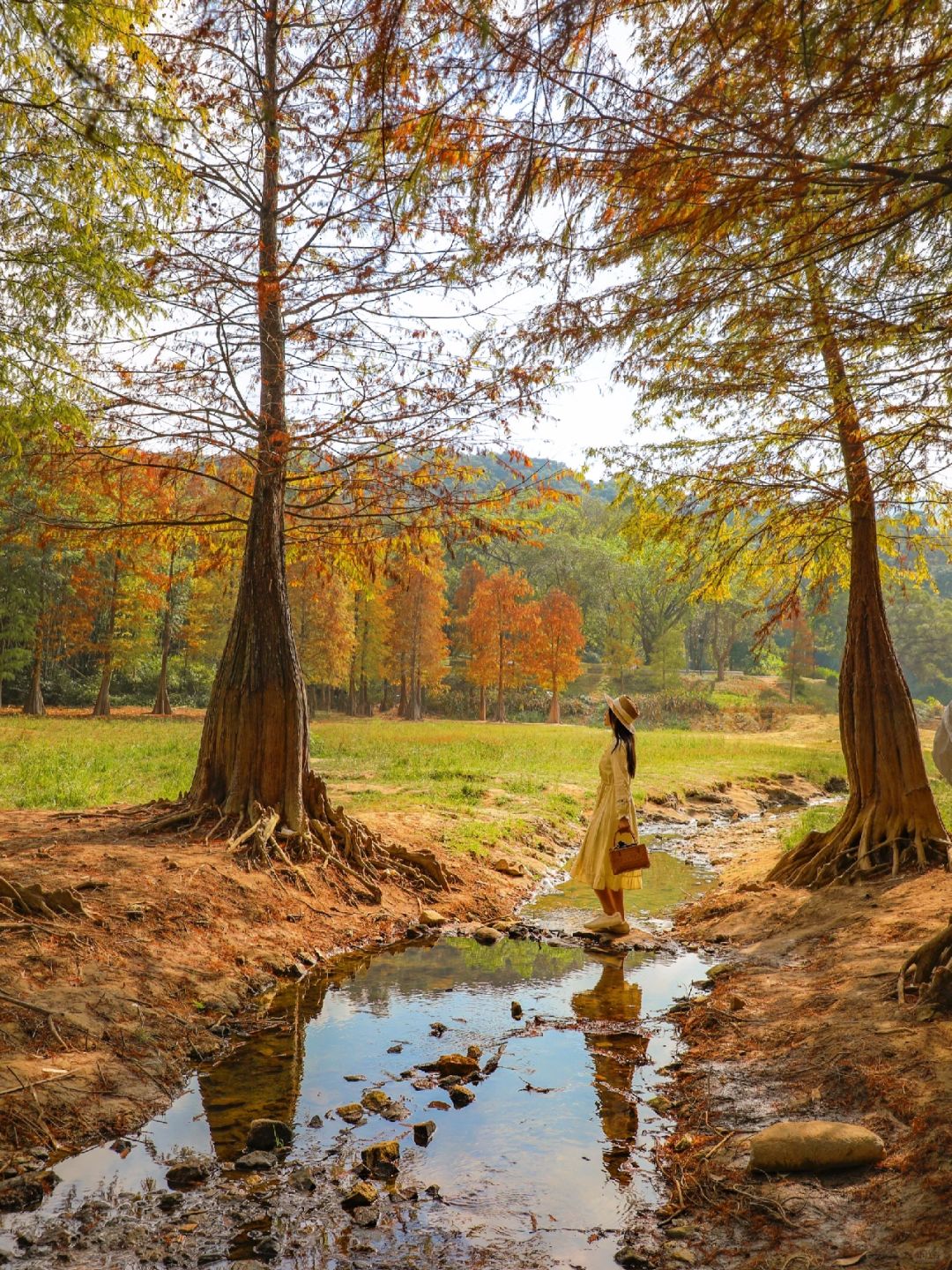 落羽杉红了‼️藏在广州市区的冬日童话森林🍂