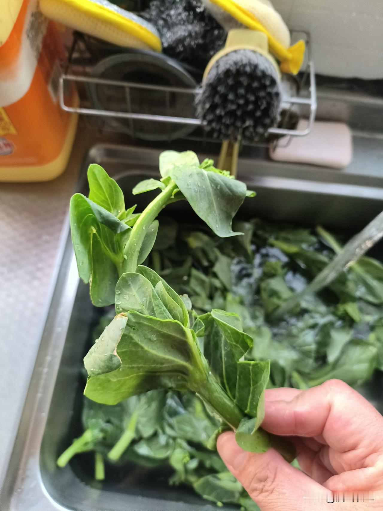 菜笺马上就要下市了，赶着最后的尾巴，包一顿大馄饨吃。

菜笺一定要嫩，烫一下捏掉