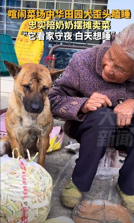11月28日，广西桂林，喧闹的菜市场中竟然还有睡的香的，原来是一只中华田园犬，晚