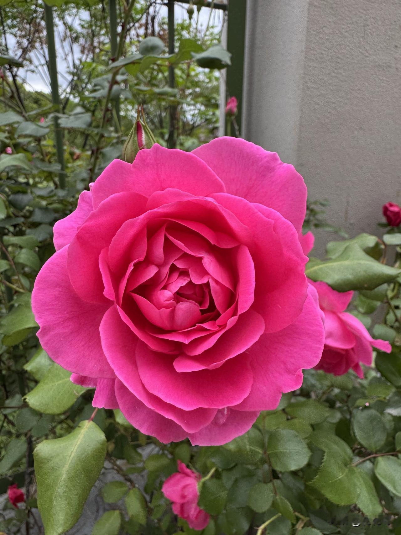 今天带小比熊出去溜达，直接被墙边的玫瑰花拿捏了！那粉得像霞一样的玫瑰，花瓣层层叠