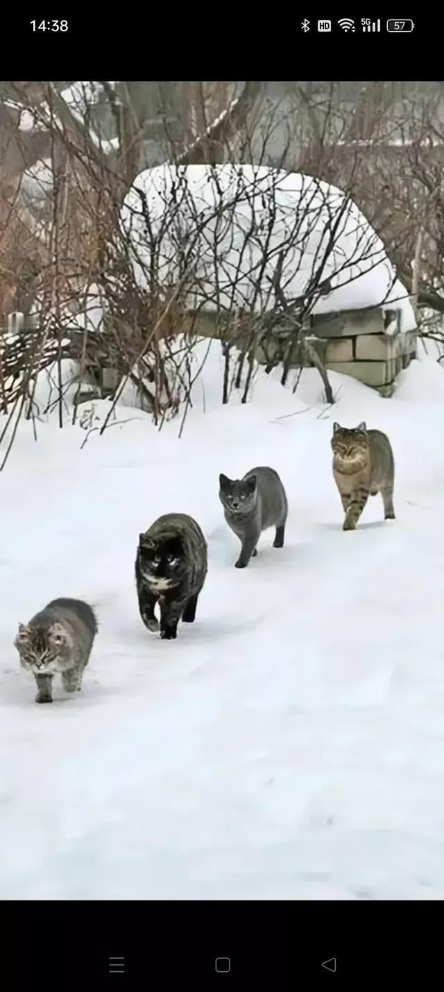 网友们讲述的关于猫的名场面，信不信由你。

一、我在土耳其曾经亲眼见过一个场面：