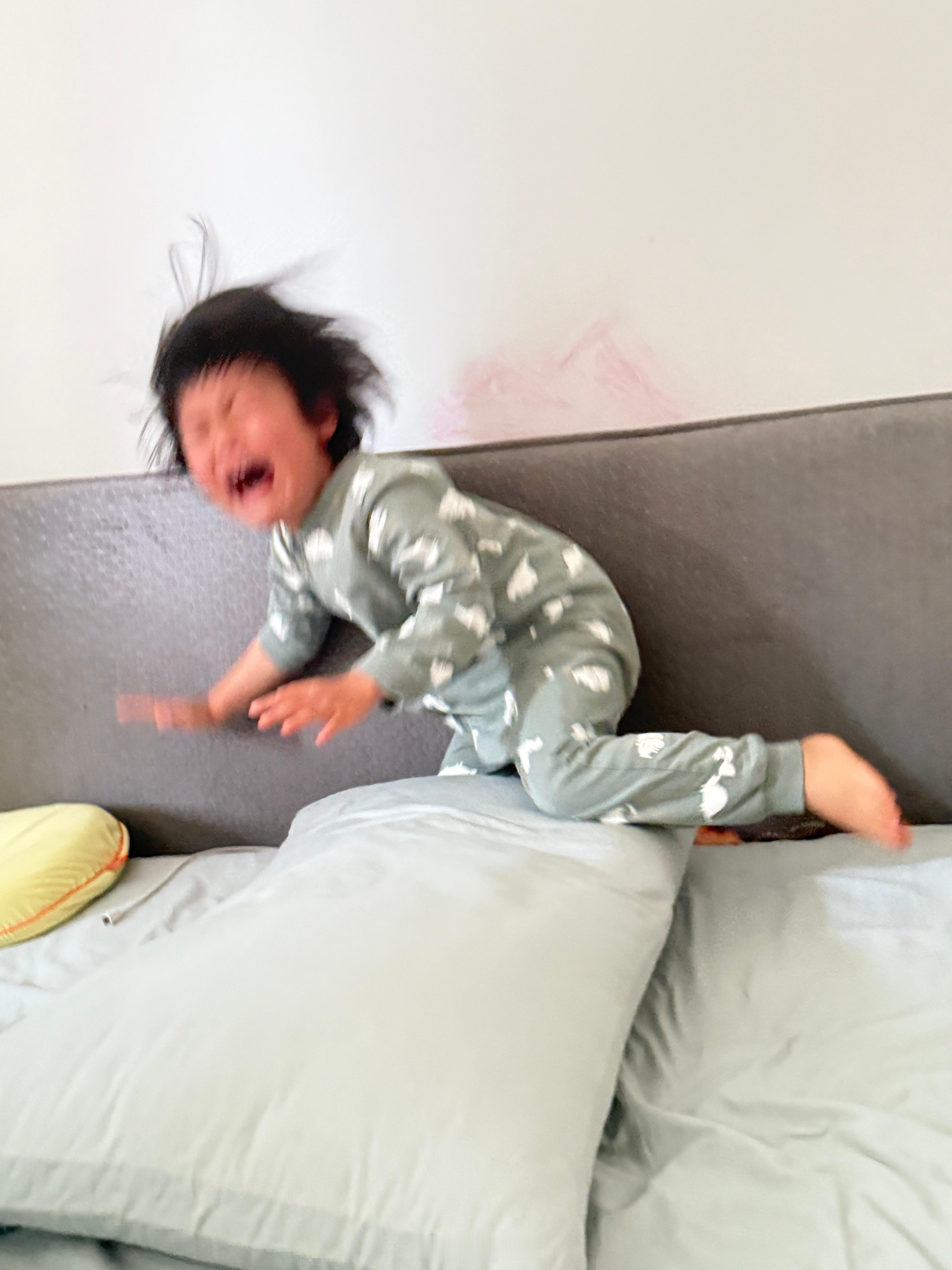 正在拍摄球宝横冲直撞的照片蹦着蹦着撞墙上了