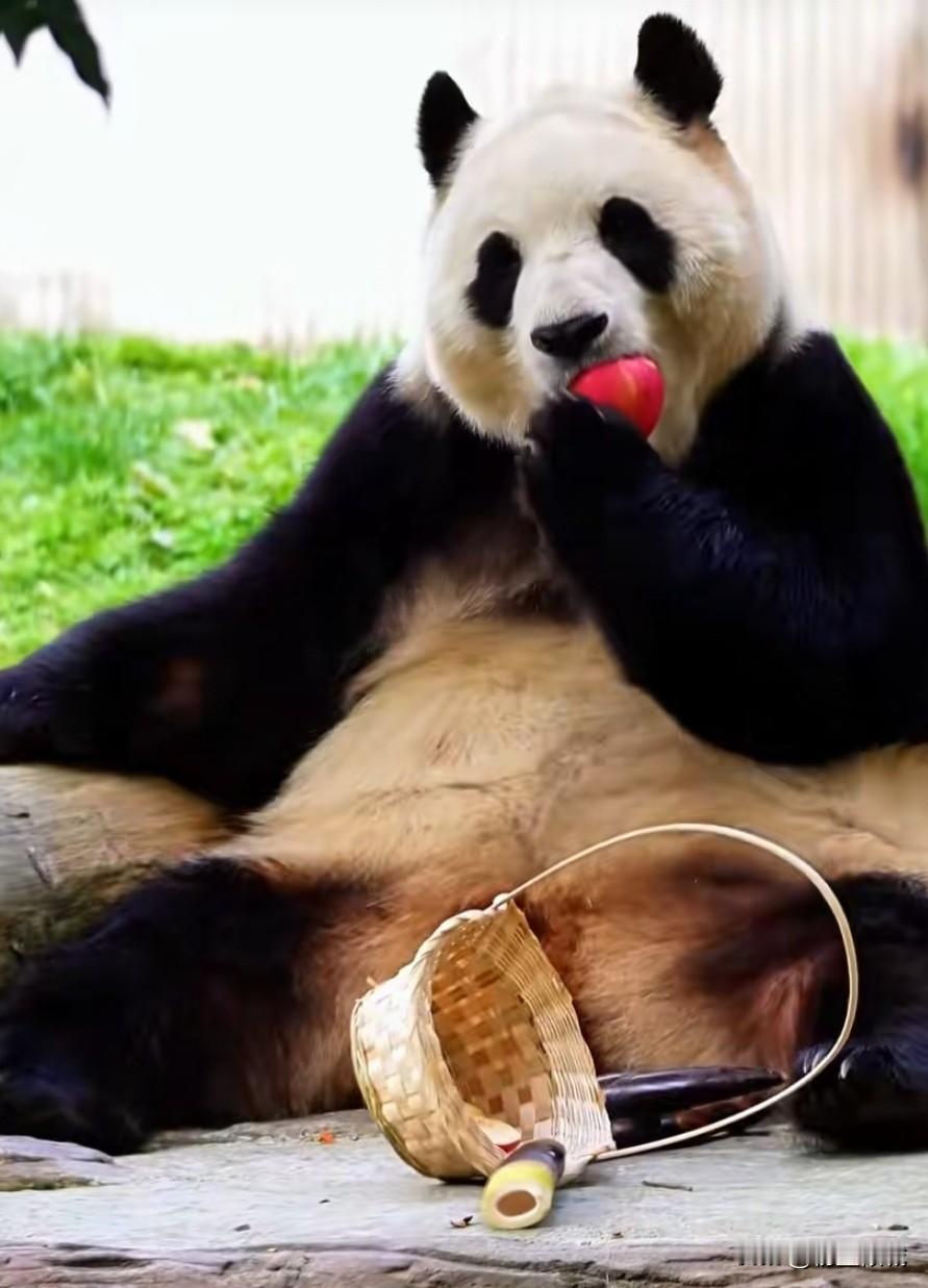 福宝福公主连吃东西都这么霸气
尤其吃小苹果的时候
简直就是眼里无其他只有小苹果