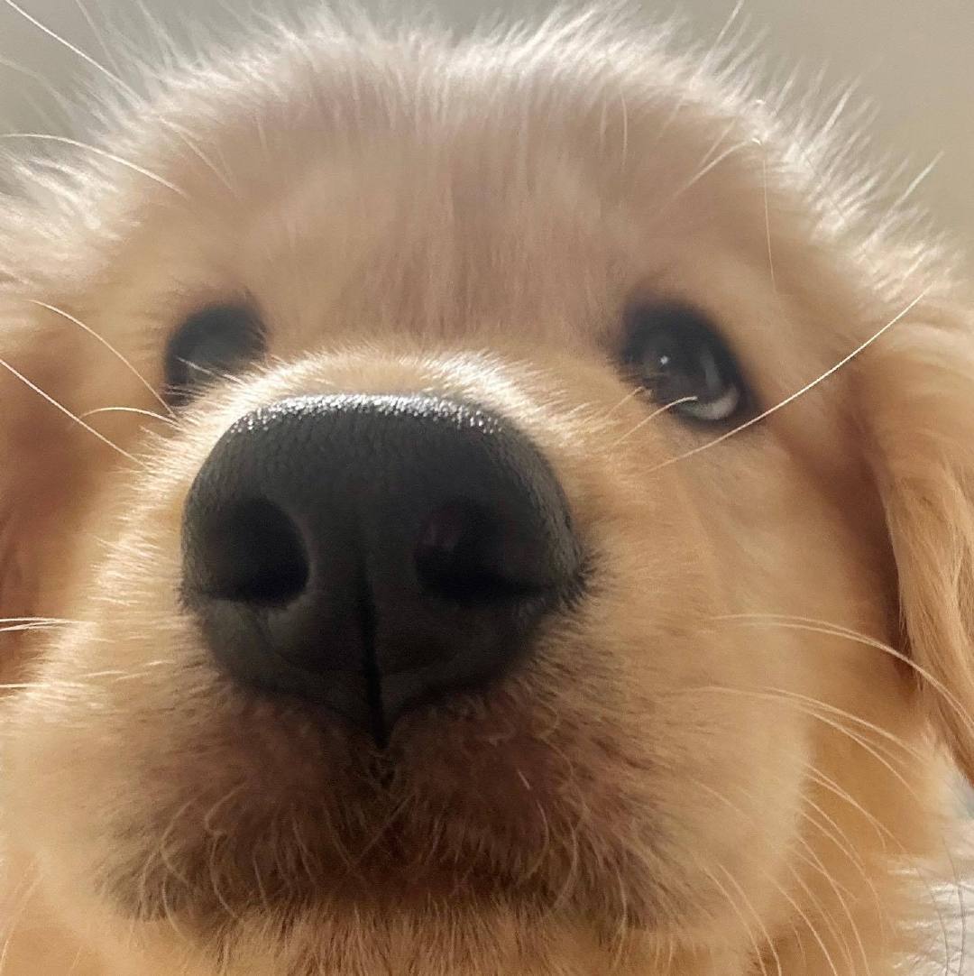 湿漉漉的鼻头，清澈的眼神，毛茸茸的额头，小狗全都有 