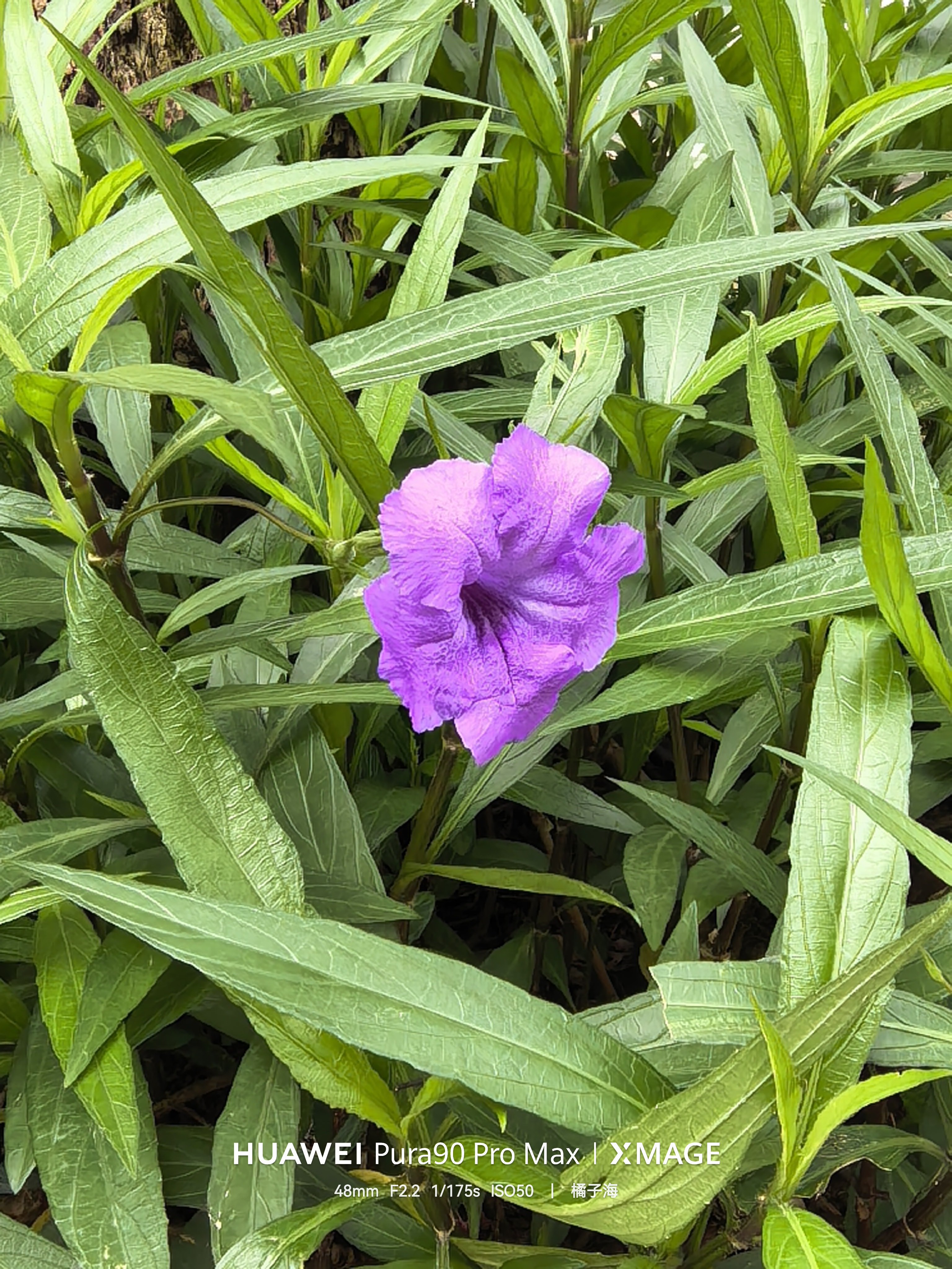 在路边看到一些蓝色的小花花，很漂亮，于是我随手掏出华为Pura 90 Pro M