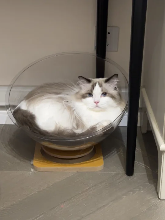 今日可爱的桶装猫猫🐱