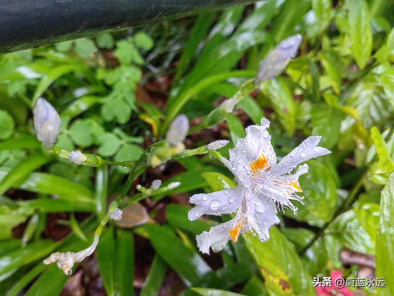 好雨知人心
昨天下午半个小时之内，下了两场大雨，前后都只下了几分钟，雨来的快去的