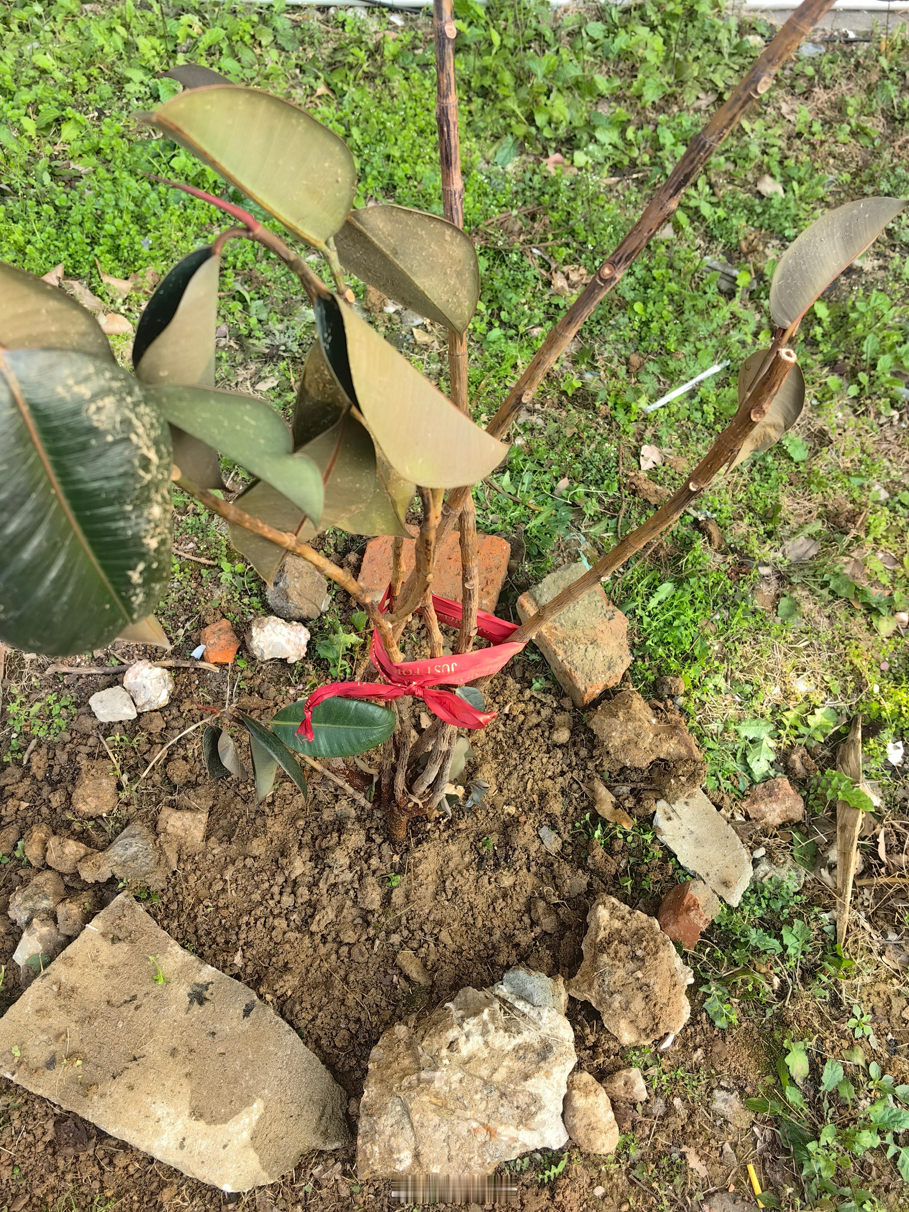 看到一棵邻居遗弃的花树，救花一命胜造一(?)级浮屠[可爱]（栽在房子后面空地）南