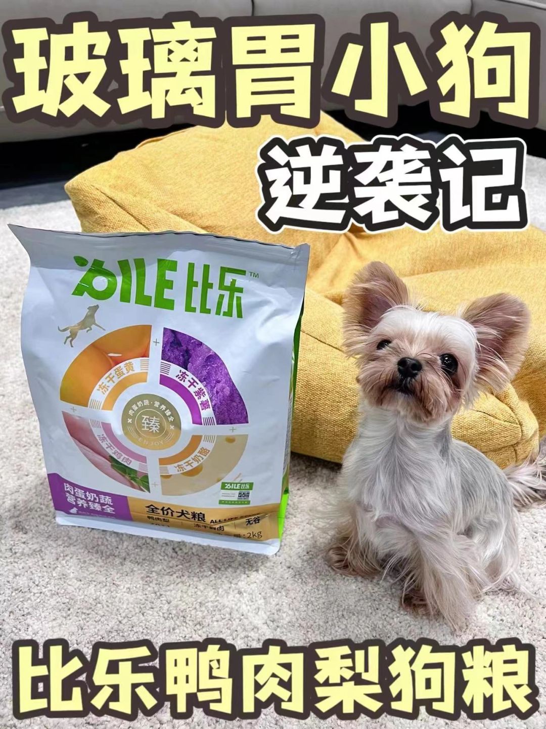 家有玻璃胃小狗？不用怕！轻松养成钢铁胃！