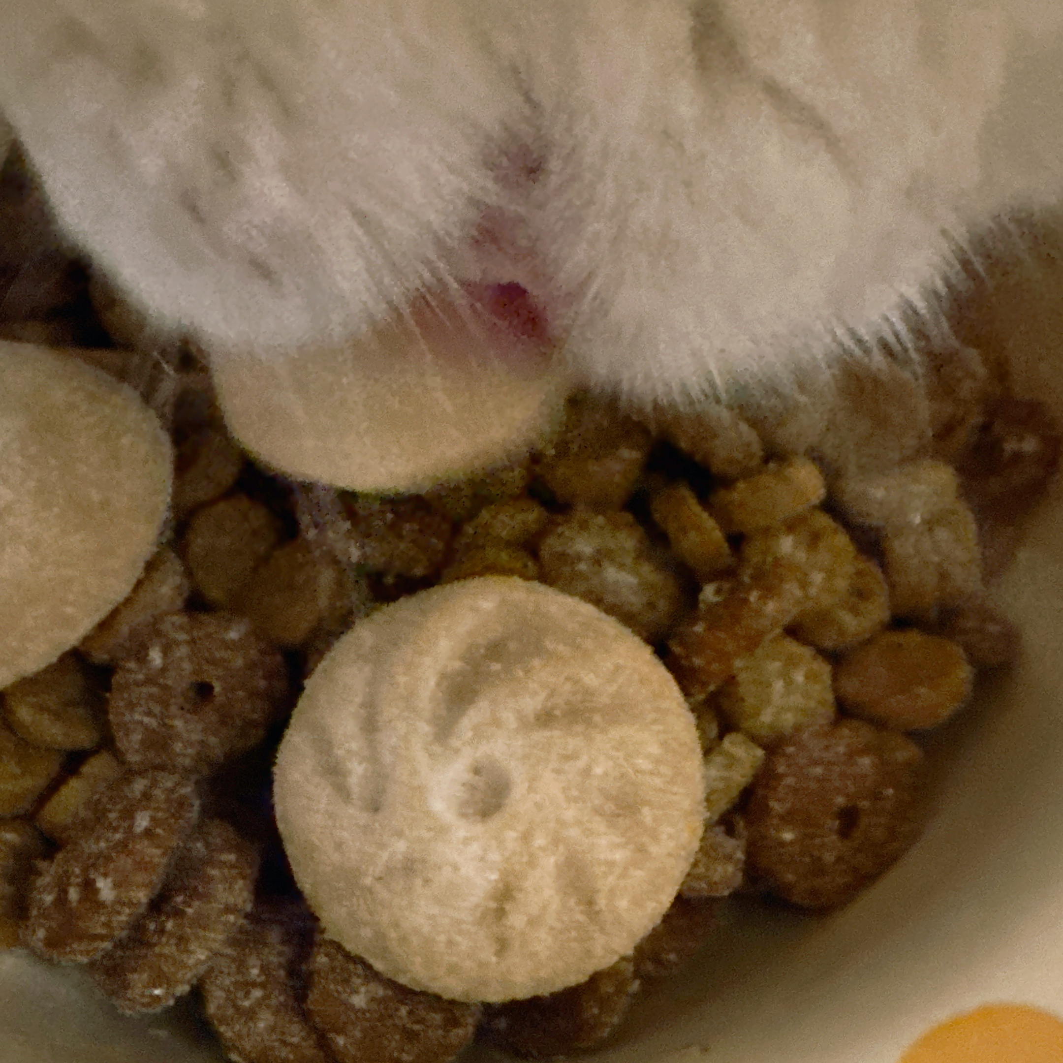 现在的猫粮也是越来越会招人喜欢了早起给猫咪拆了新的主食冻干 发现竟然是小包子样然