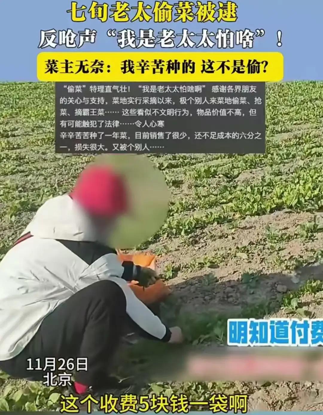 七旬老太理直气壮偷菜反呛菜农“我老我怕谁”？背后真相刺痛千万人！

清晨的菜地里