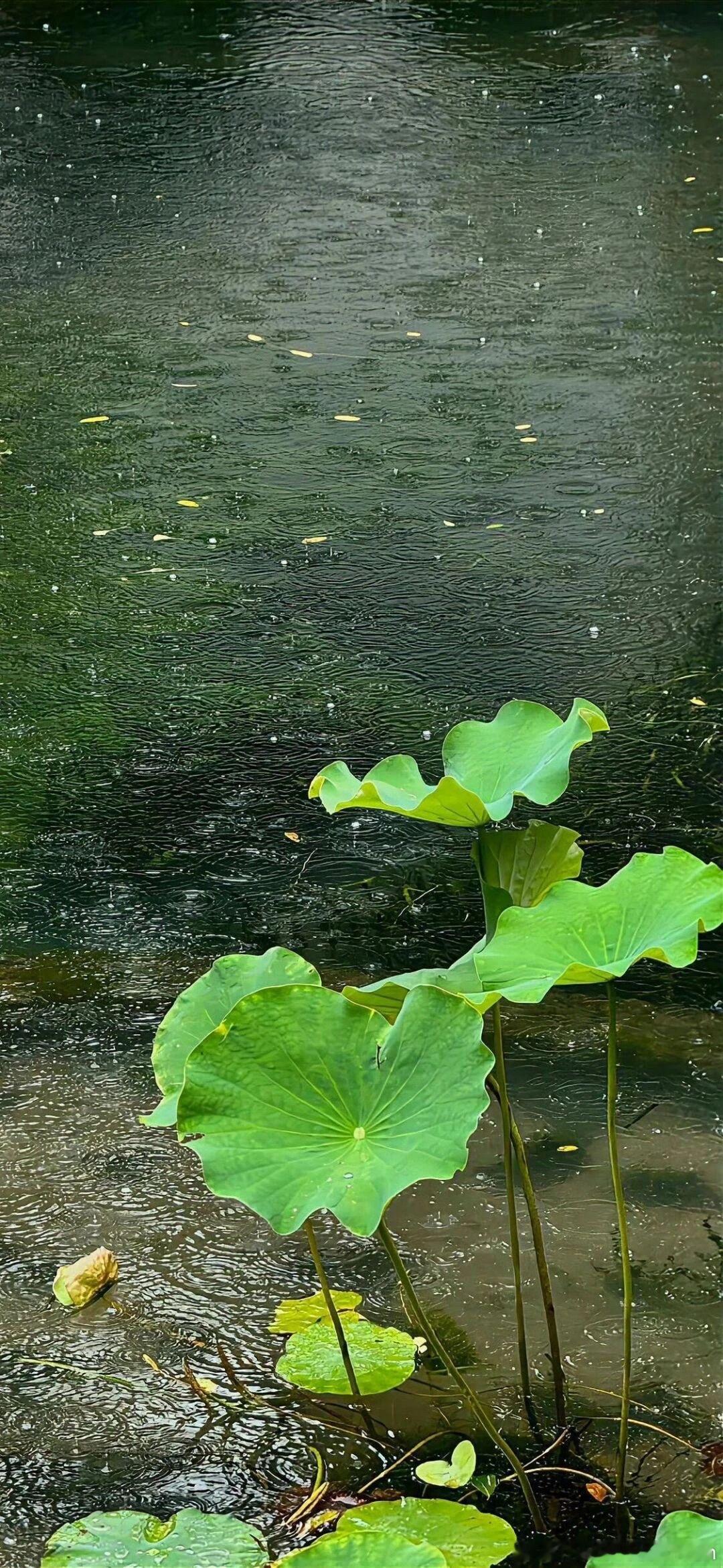 时序七月初九，危日当值。危者，登高望远，见机遇亦知隐忧。孟秋风清，愿遇事三思，消