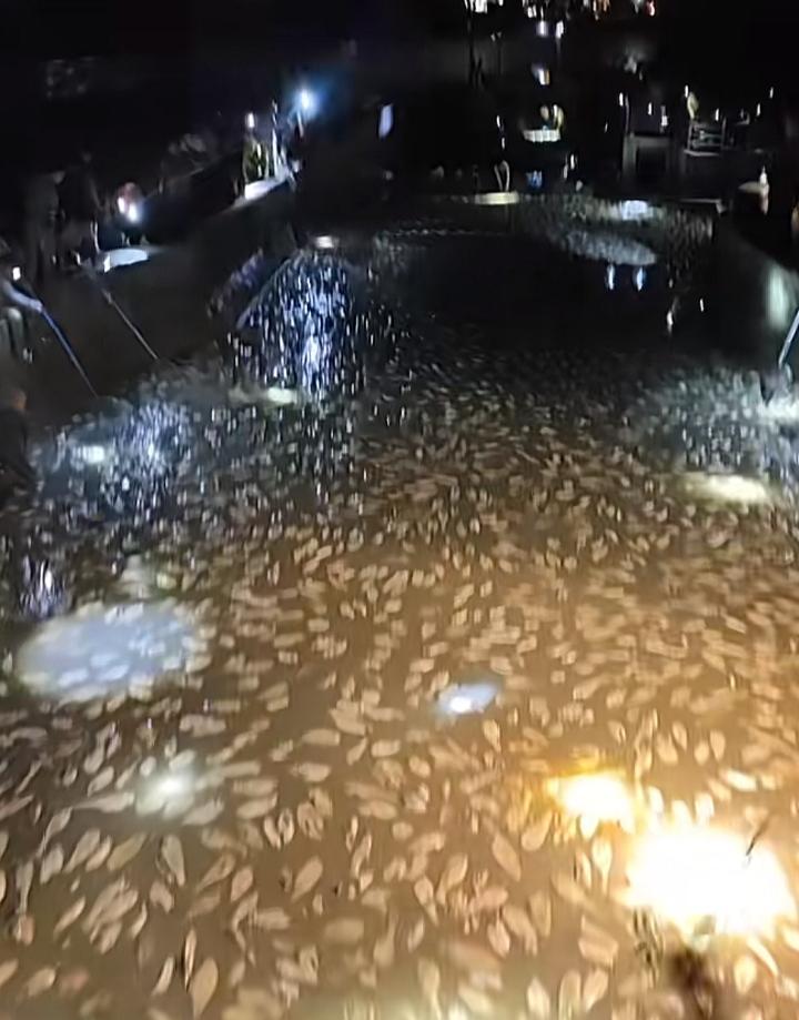 这么多鱼工具不行？鱼